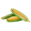 Corn on the Cob_2